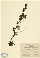 藏品(玉山懸鉤子)的圖片